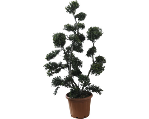 Cesmína vroubkovaná bonsai FloraSelf Ilex crenata 'Green Hedge' 120-140 cm květináč 25 l