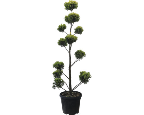 Cypřišovec Leylandův PomPon žlutý FloraSelf Cupressocyparis leylandii 'Gold Rider' výška 140-160 cm květináč 30 l