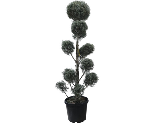 Cypřiš arizonský PomPon FloraSelf Cupressus arizonica 'Fastigiata' výška 140-160 cm květináč 30 l