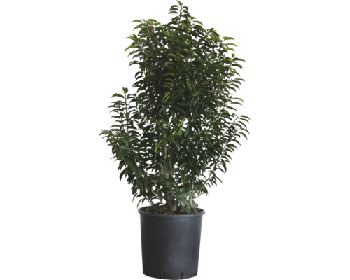 Bobkovišeň portugalská FloraSelf Prunus lusitanica 'Angustifolia' 100-125 cm květináč 25 l