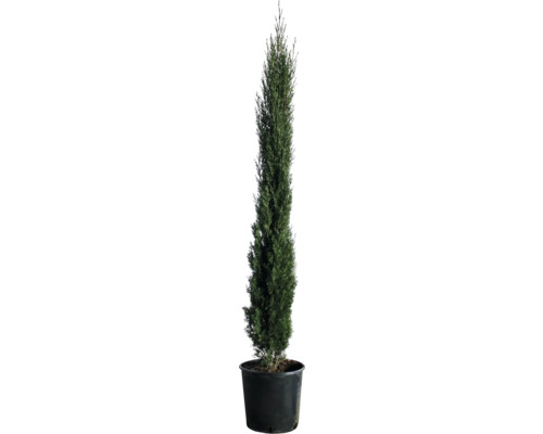 Cypřiš stálezelený FloraSelf Cupressus sempervirens 'Totem' 100-125 cm květináč 10 l