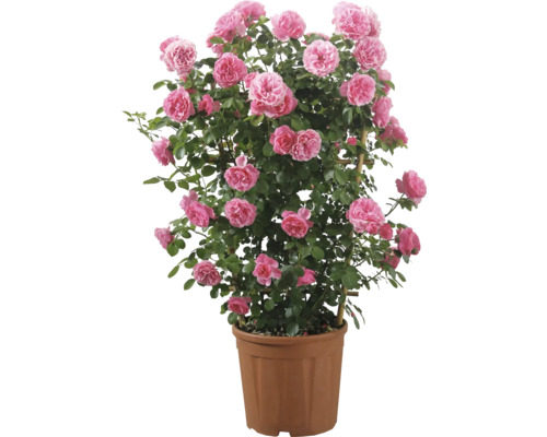 Růže na špalíru opakovaně kvetoucí FloraSelf květináč 12 l 1 ks, různé odrůdy Růže v květináči s podpěrou