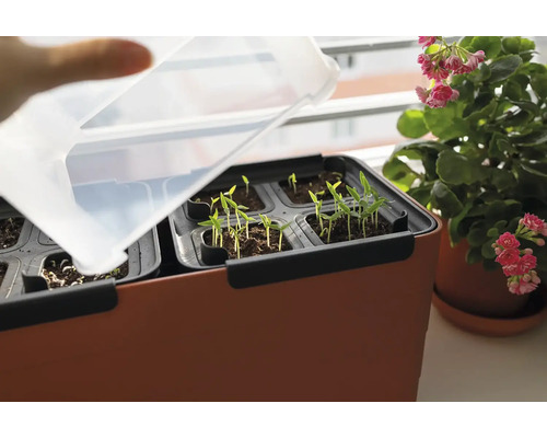 Miska pro sazenice s klíčky a průhledným víkem blízko okenního parapetu.