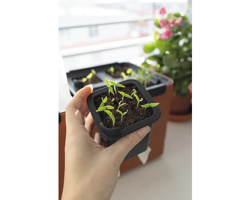 Ruka drží sadbovací květináč s malými rostlinkami.