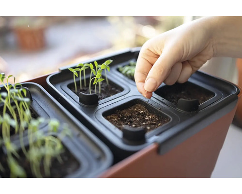 Sadbovací box s jahodami a semínky rostlin v ruce