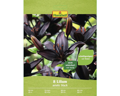 Lilie asijská FloraSelf 'Mapira černá' 8 ks