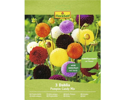 Dahlia Pompon Candy FloraSelf směs barev 3 ks