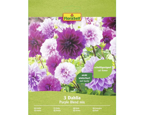 Dahlia Purple Blend FloraSelf směs barev 3 ks