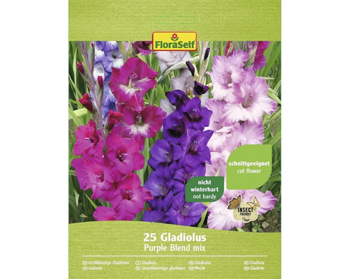 Gladioly Purple Blend FloraSelf směs barev 25 ks