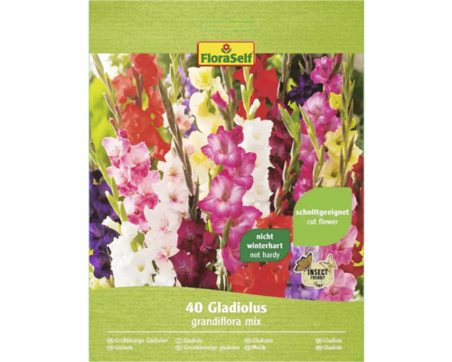 Gladioly grandiflora FloraSelf směs barev 40 ks