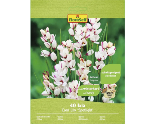 Ixia Corn Lily spotlight FloraSelf 40 ks