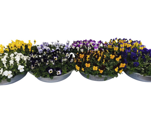 Violka rohatka mix FloraSelf Viola cornuta Ø 29 cm zinkový květináč 1 ks, různé druhy - Jubilejní edice 35 let FloraSelf