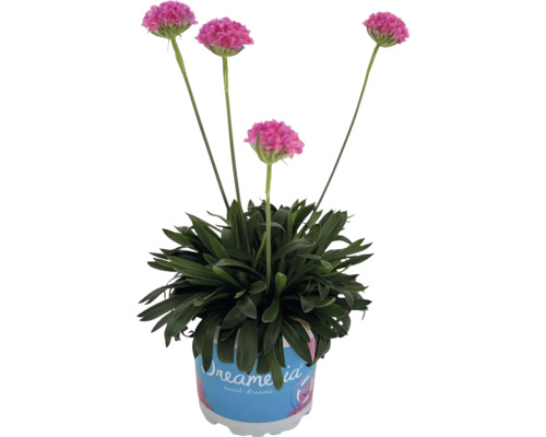 Trávnička obecná v květináči