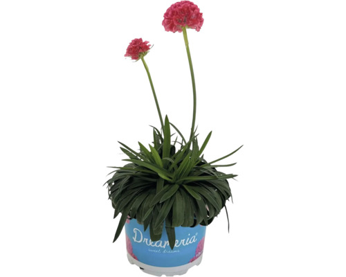 Trávnička přímořská v květináči