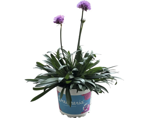 Trávnička v květináči