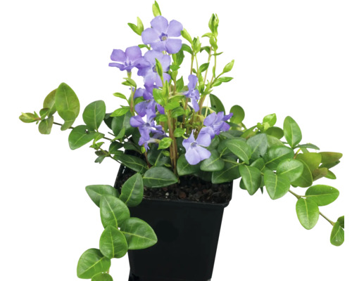 Barvínek s fialovými květy v květináči