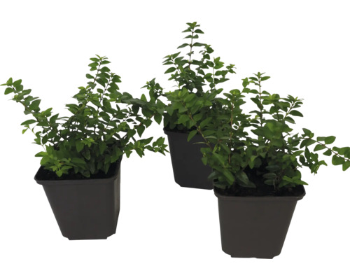 Tři rostliny ptačího zobu v květináčích