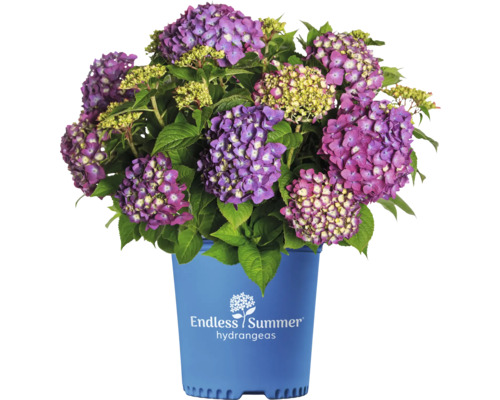 Hortenzie velkolistá Endless Summer® Hydrangea macrophylla 'Summer Love' 20-35 cm květináč 5 l fialová