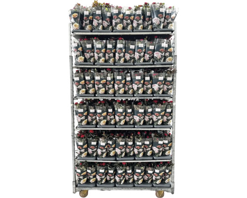 Vozík na přepravu květin s růžemi