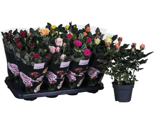 Sortiment růží v květináči na přepravce