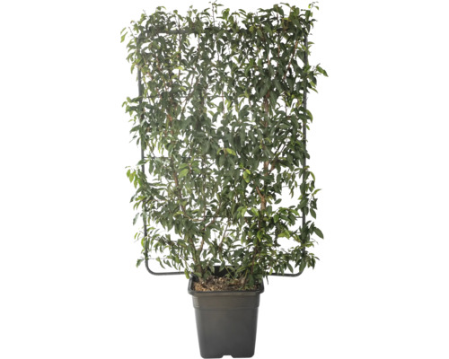 Bobkovišeň portugalská na špalíru FloraSelf Prunus lusitanica výška 120 cm x šířka 80 cm květináč 30 l