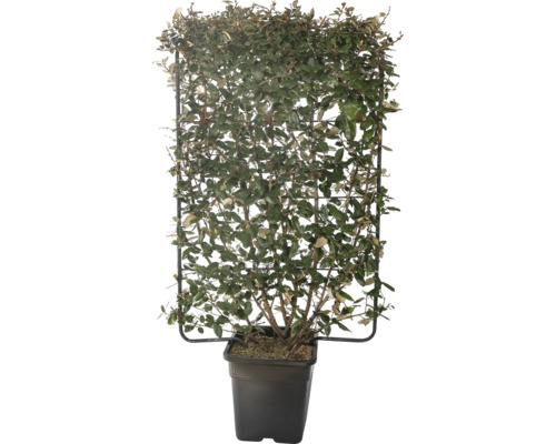 Hlošina Ebbingeova na špalíru FloraSelf Elaeagnus ebbingei 'Compacta' výška 120 cm šířka 80 cm květináč 30 l