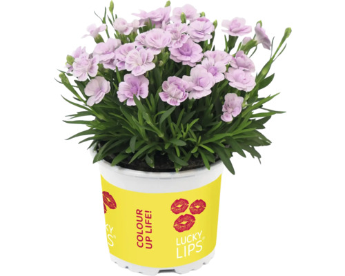 Karafiát v květináči se žlutou etiketou a motivy rtů