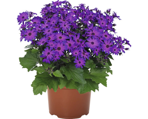 Rostlina Senetti v květináči