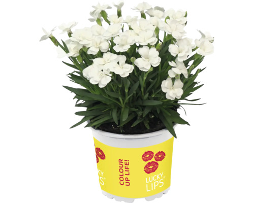 Bílá karafiátová rostlina v květináči