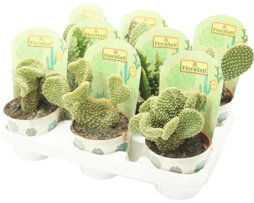 Zásobník s několika kaktusy Opuntia Microdasys v květináčích se štítky FloraSelf