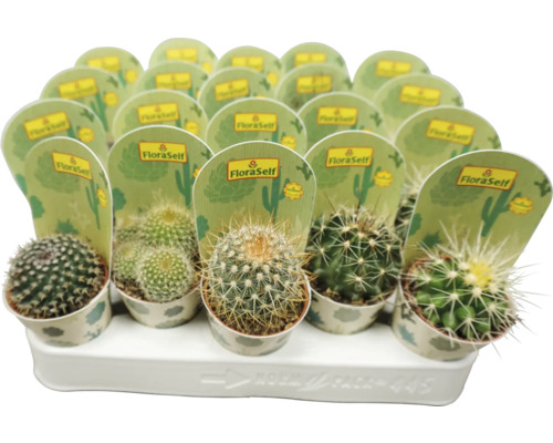 Kaktus mix FloraSelf Cactus květináč Ø 5,5 cm 1 ks, různé druhy