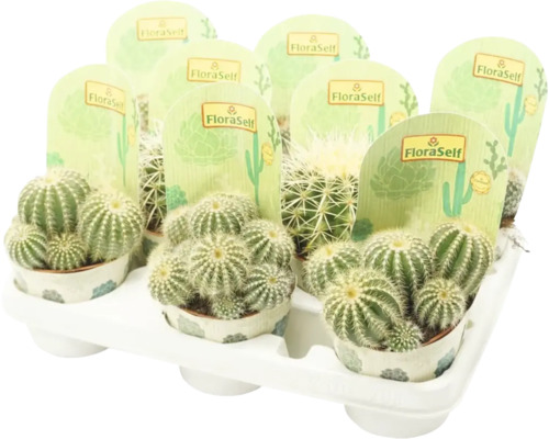 Kaktus FloraSelf Echinocactus 10,5-11,5 cm květináč Ø 10,5 cm 1 ks, různé druhy Podnos s několika kaktusy značky FloraSelf