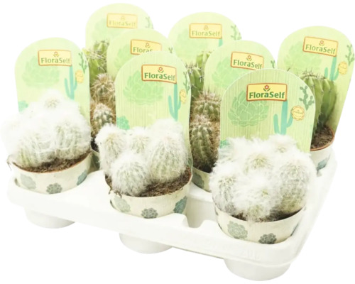 Podnos s různými kaktusy značky FloraSelf