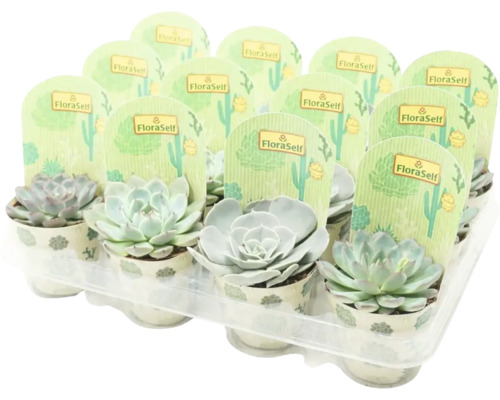 Pupovice mix FloraSelf Echeveria květináč Ø 8,5 cm 1 ks, různé druhy
