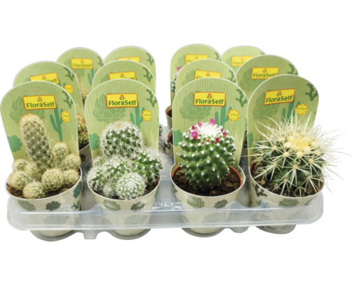 Kaktusy mix FloraSelf Cactus Ø květináče 8,5 cm 1 ks, různé druhy