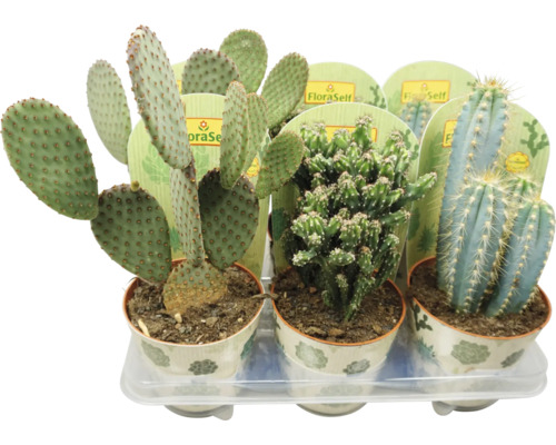 Kaktus mix A FloraSelf Cactus květináč Ø 13 cm 1 ks, různé druhy