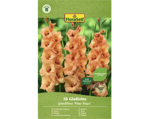 Gladioly FloraSelf Gladiolus grandiflora 'Peter Pears' 10 ks