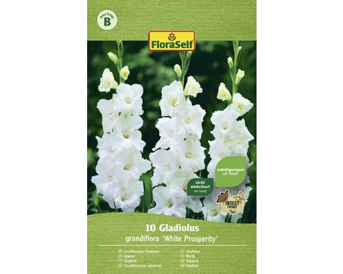 Gladioly FloraSelf Gladiolus grandiflora 'White Prosperity' 10 ks