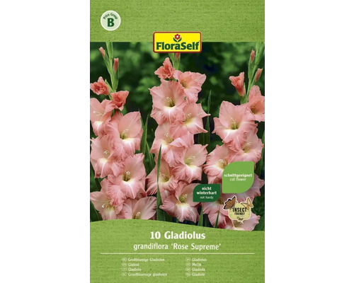 Mečíky FloraSelf Gladiolus grandiflora 'Rose Supreme' 10 ks
