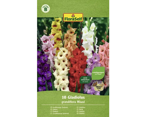Gladioly FloraSelf Gladiolus grandiflora směs 10 ks