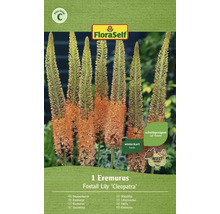 Balení liliochvostce odrůdy ''Kleopatra'' od FloraSelf