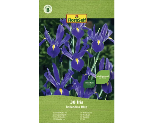 Iris Hollandica modrý FloraSelf 30 ks