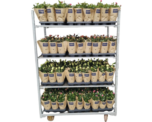 Květinový vozík s hrnkovými růžemi v papírovém obalu