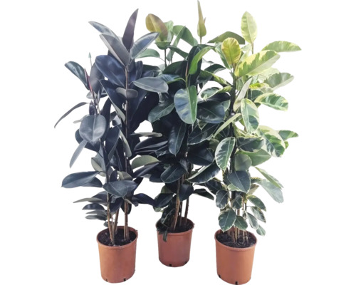 Gumovník mix FloraSelf Ficus výška cca 170 cm květináč Ø 27 cm 1 ks, různé druhy Tři fíkusy v květináčích.