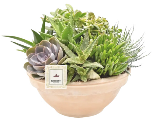 Sukulentní aranžmá v květináči