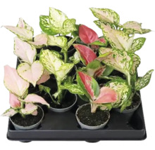Zásobník s různými pokojovými rostlinami Aglaonema