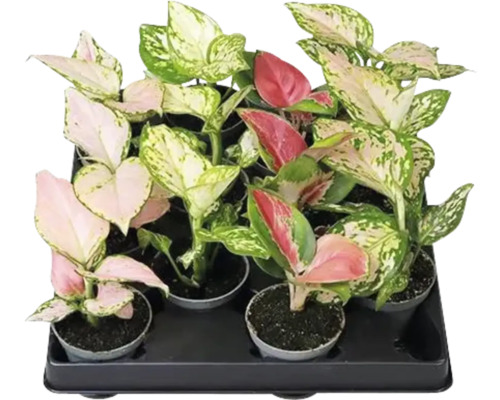 Zásobník s různými pokojovými rostlinami Aglaonema