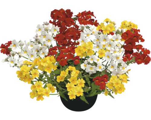 Květy Nemesia v květináči s květy různých barev