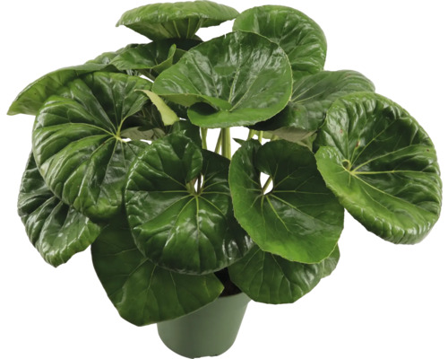 Fíkovník popínavý v květináči s velkými kulatými listy jako pokojová rostlina