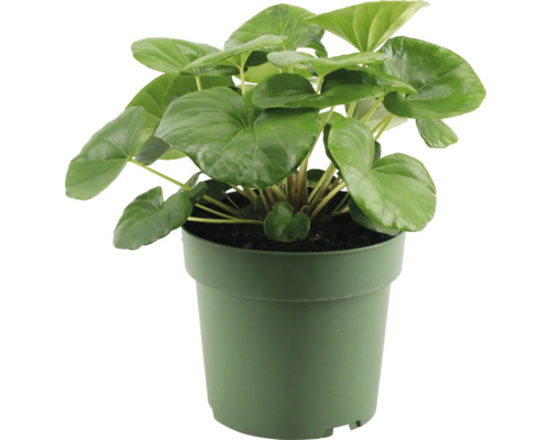 Popelivka podbělovitá FloraSelf Farfugium japonicum 'Green Giant' květináč 4 l Pilea peperomioides v květináči